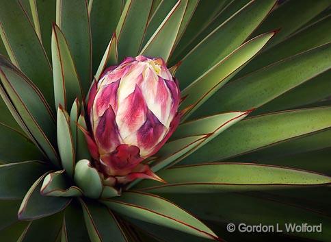 Yucca Bud_42238.jpg - Photographed along the Gulf coast on Mustang Island near Corpus Christi, Texas, USA.